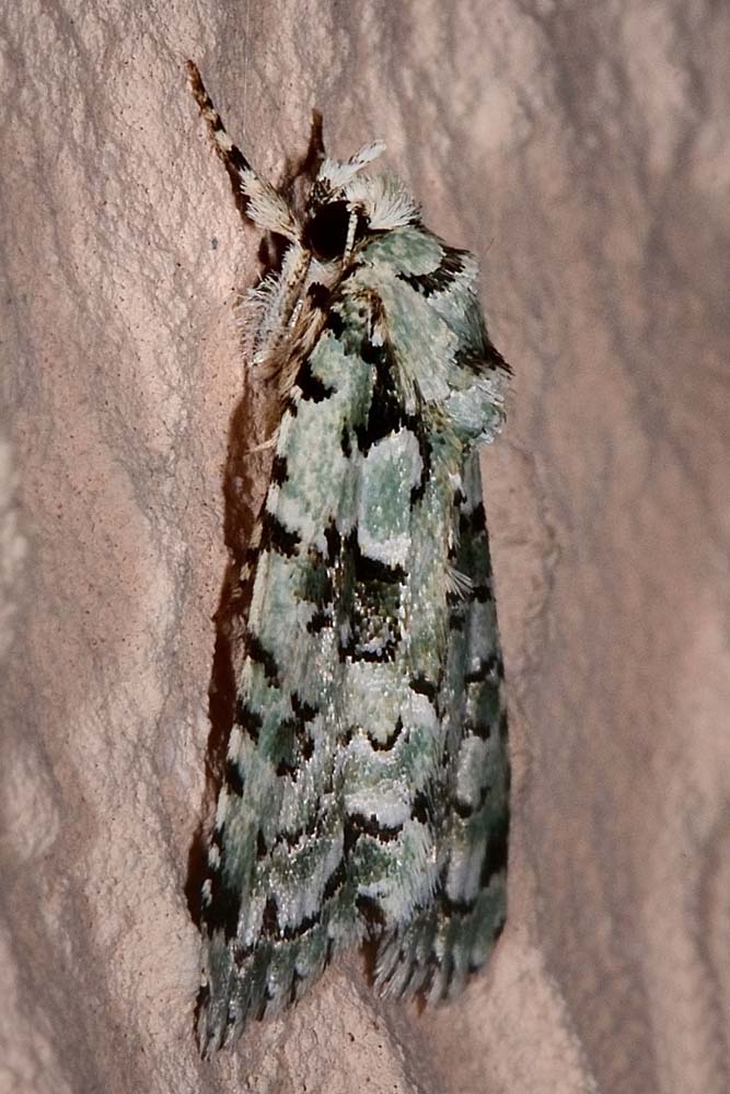 Griposia aprilina? No, Nyctobrya (Bryopsis) muralis